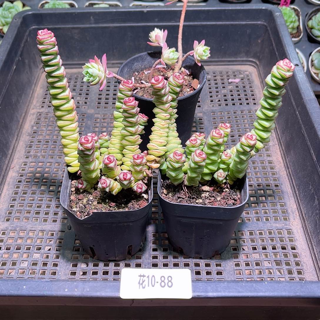 花利美10-88框拍3颗