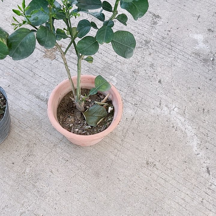 用****812445566666666