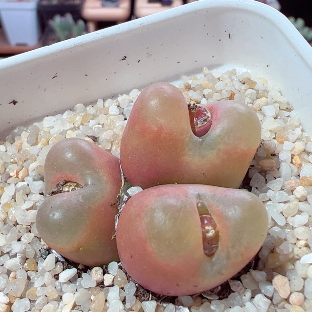 210-311多肉大毛三头