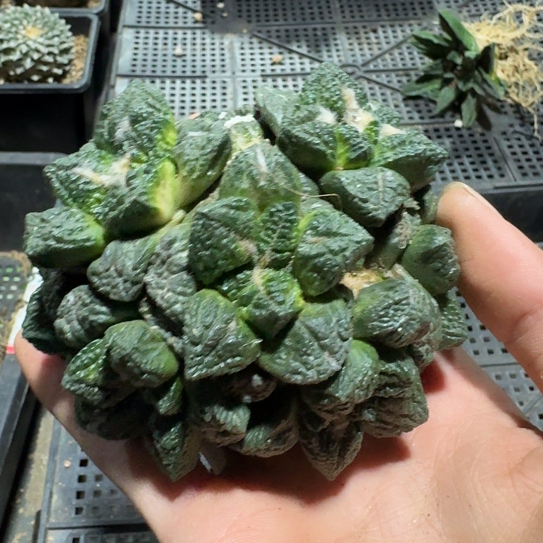 752号仙人球有根了