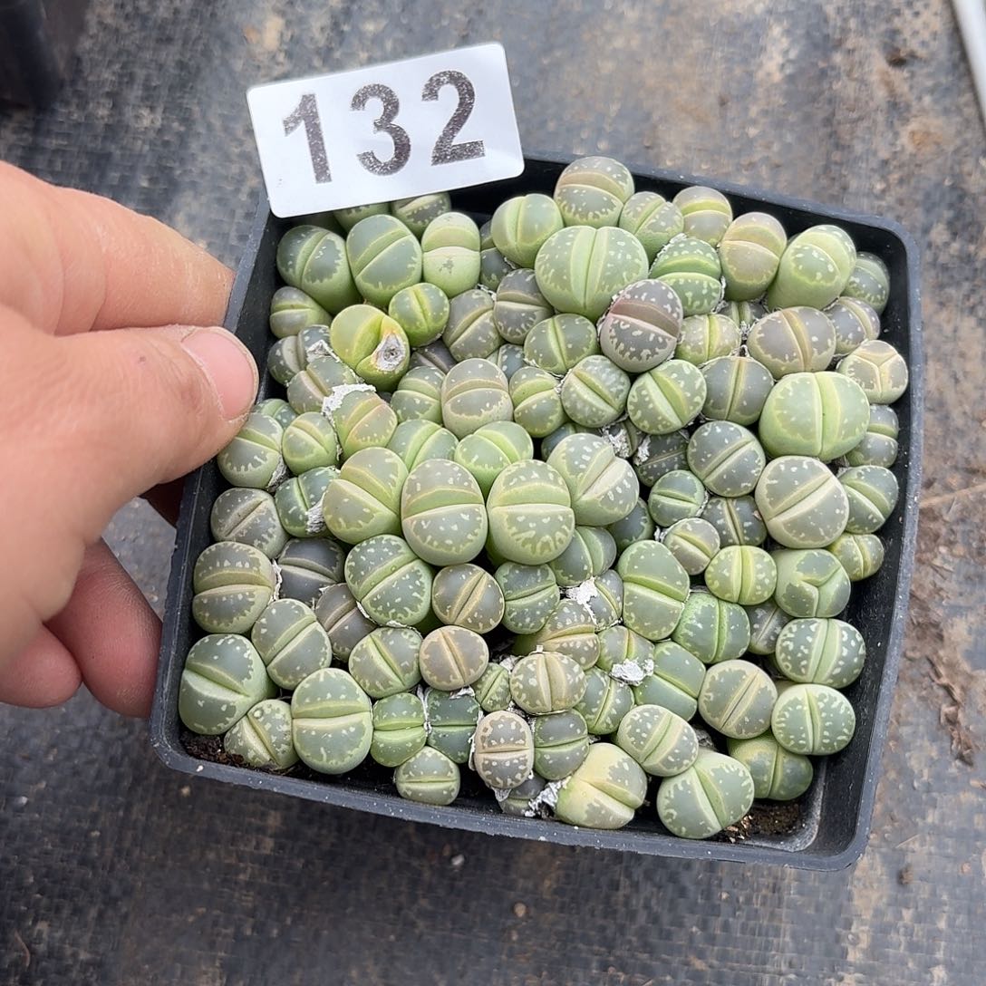 楚***姐生石花一物一拍132