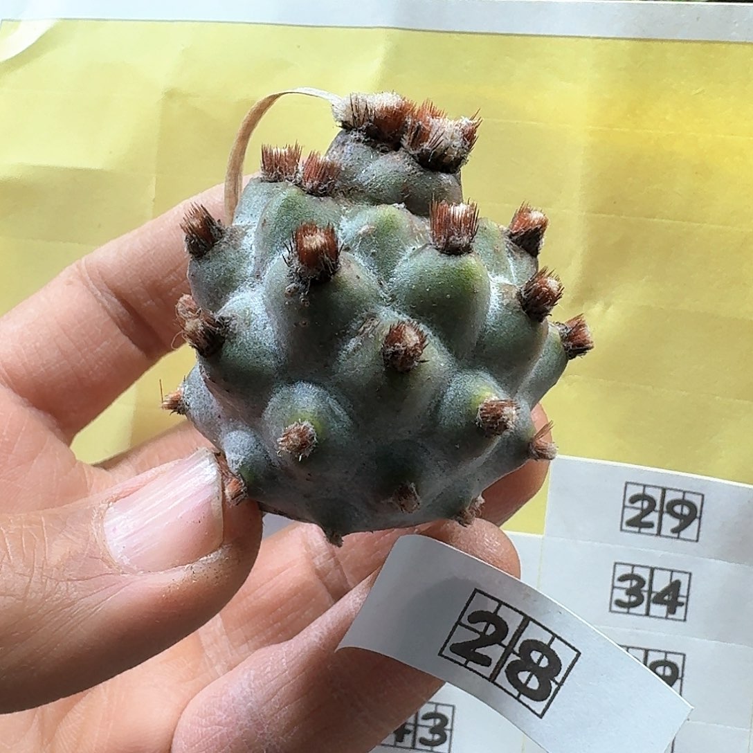 28纸刺武藏野无根侧芽