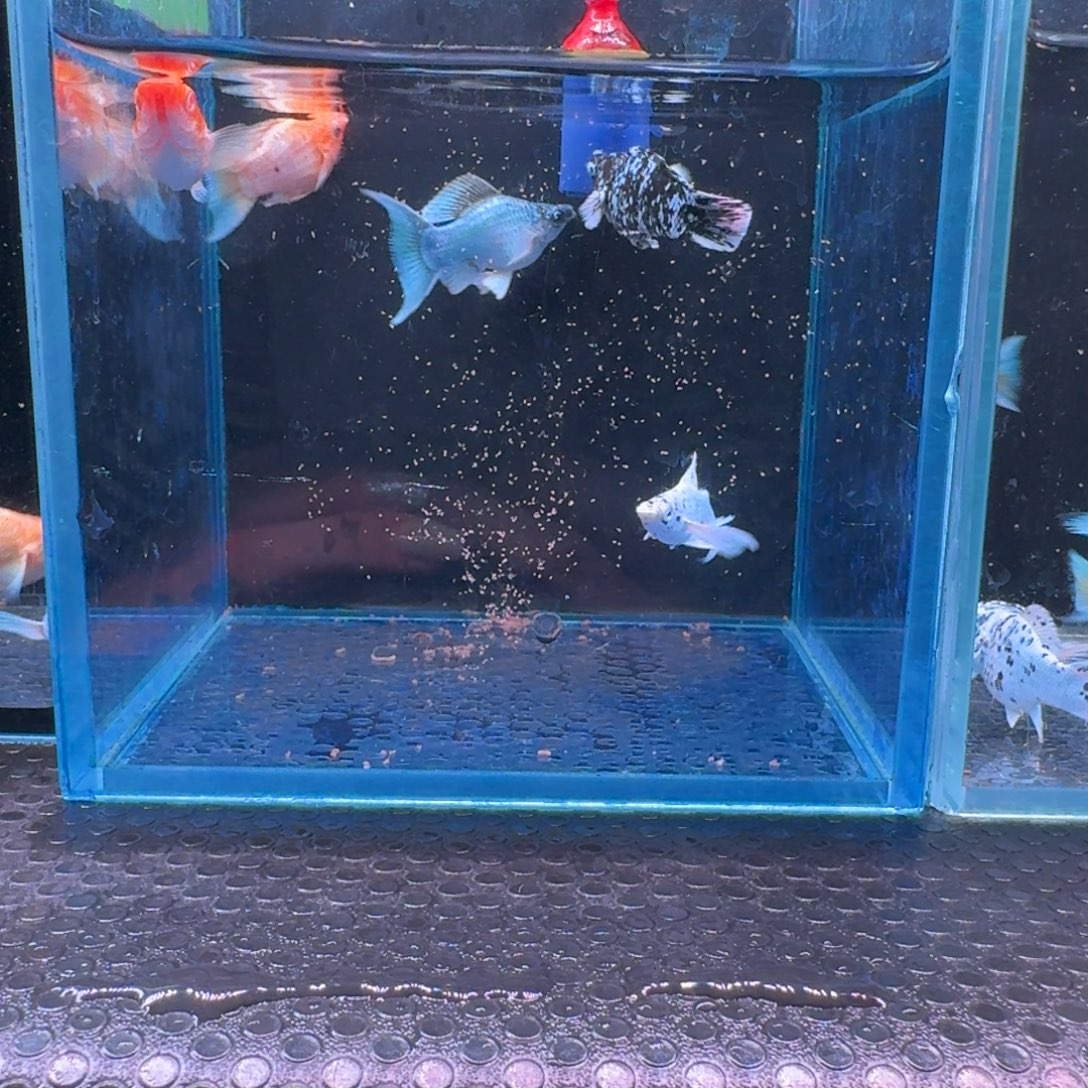 黑玛丽鱼367号玛丽5条