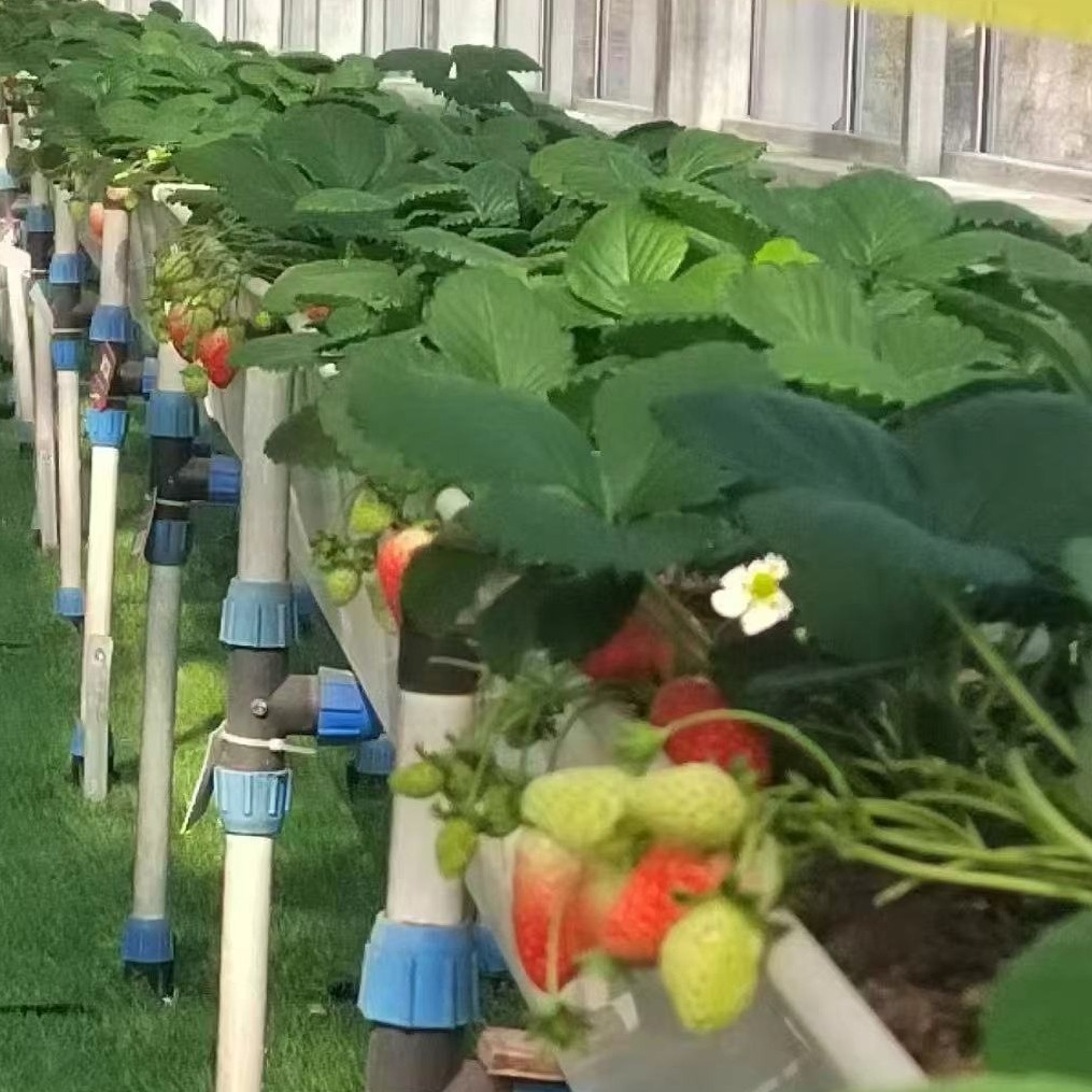 脱毒草莓原种苗 3月定值原种苗