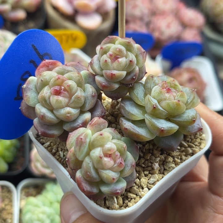 109甜心4头群5836