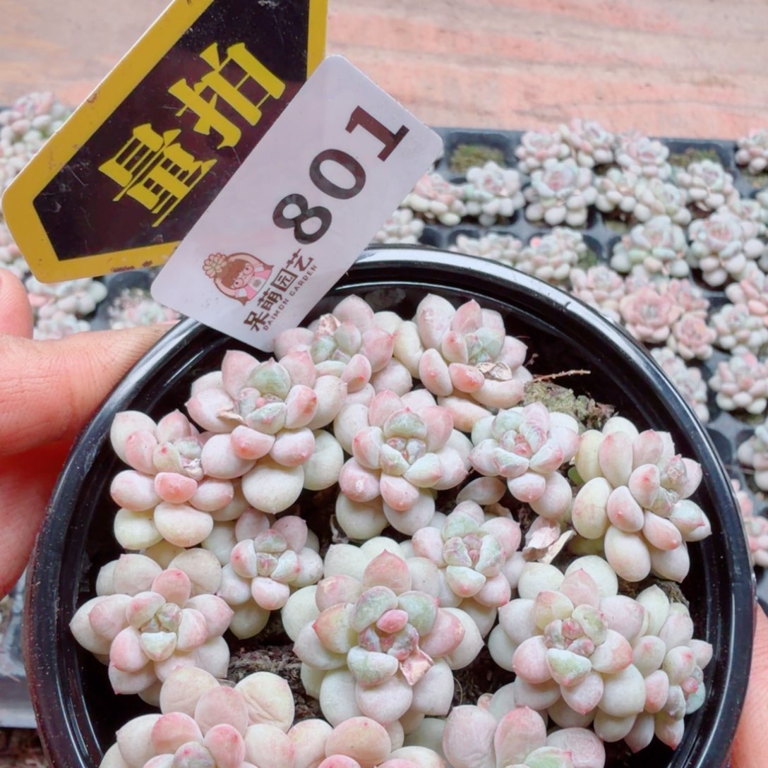 多肉植物多肉植物