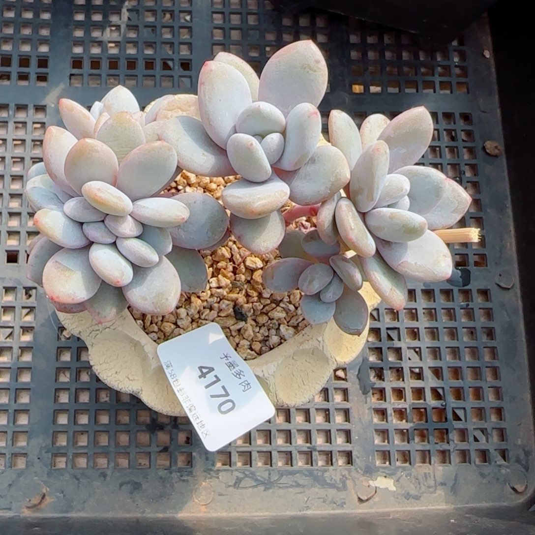 粉兔缀化，4170多肉植物