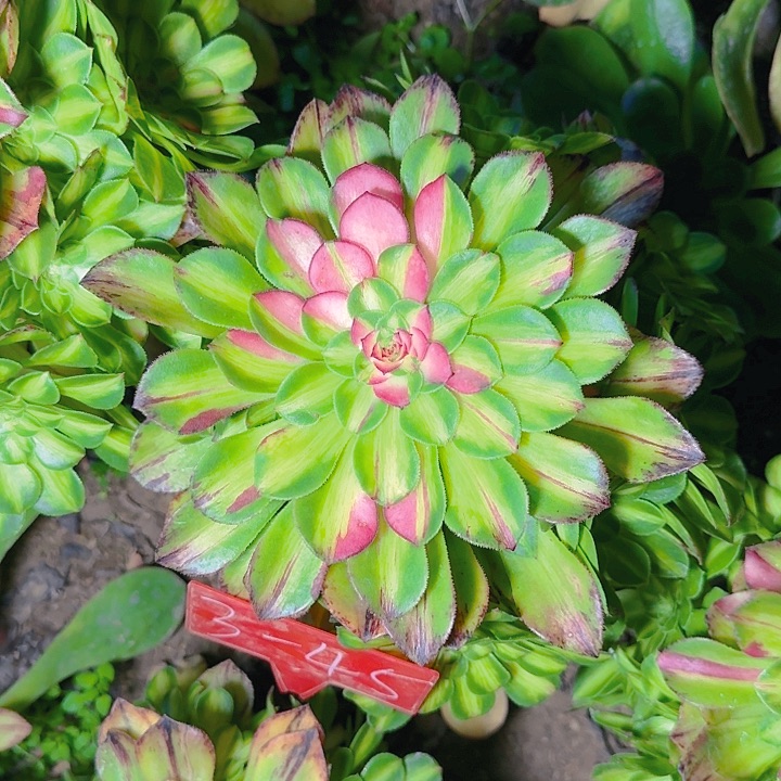 3-45知否多肉法师多肉