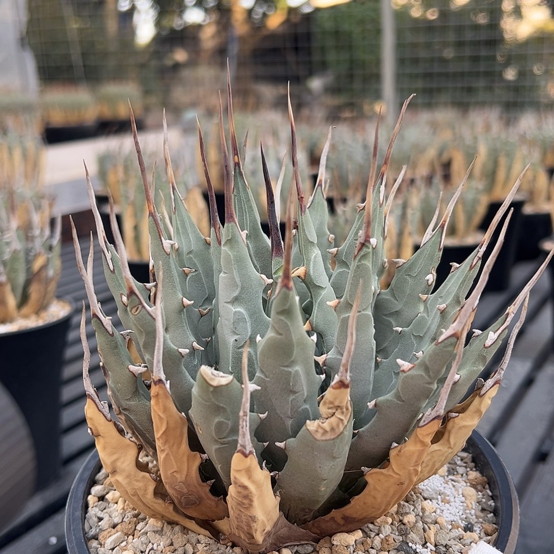 无花朵妖炎熟桩带盆 8折价 盆口15 大