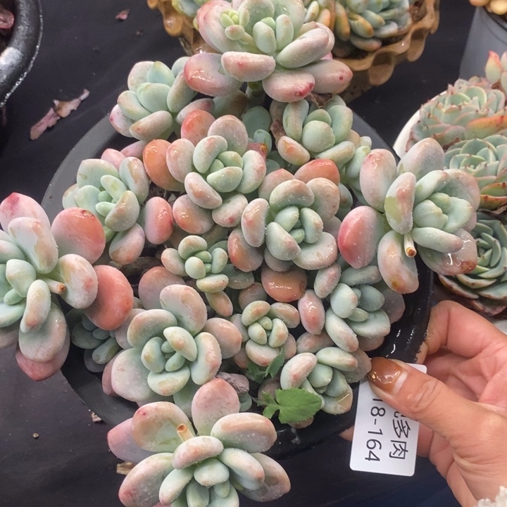 夏悦多肉0118-164洛神