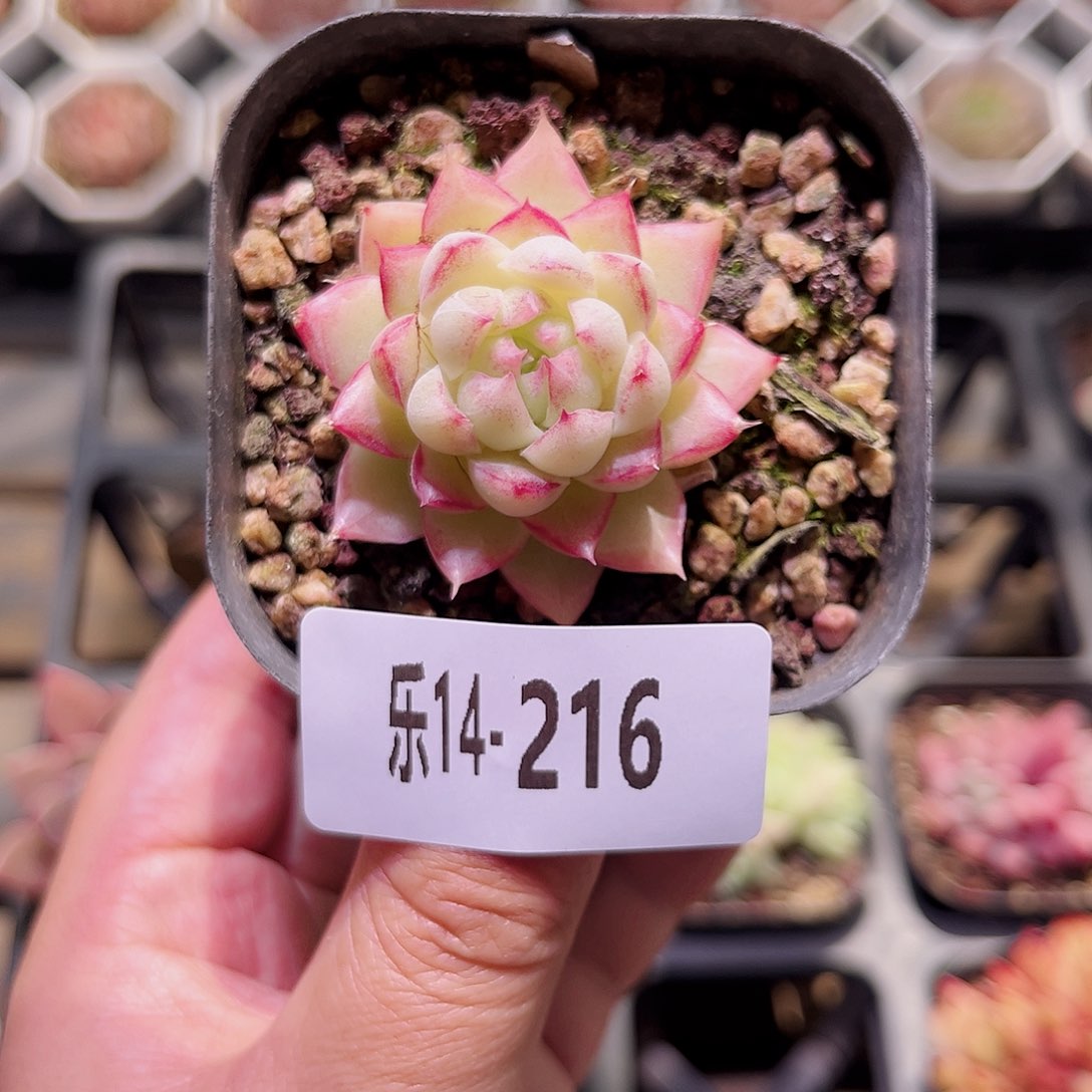 乐然14-216 女王单头