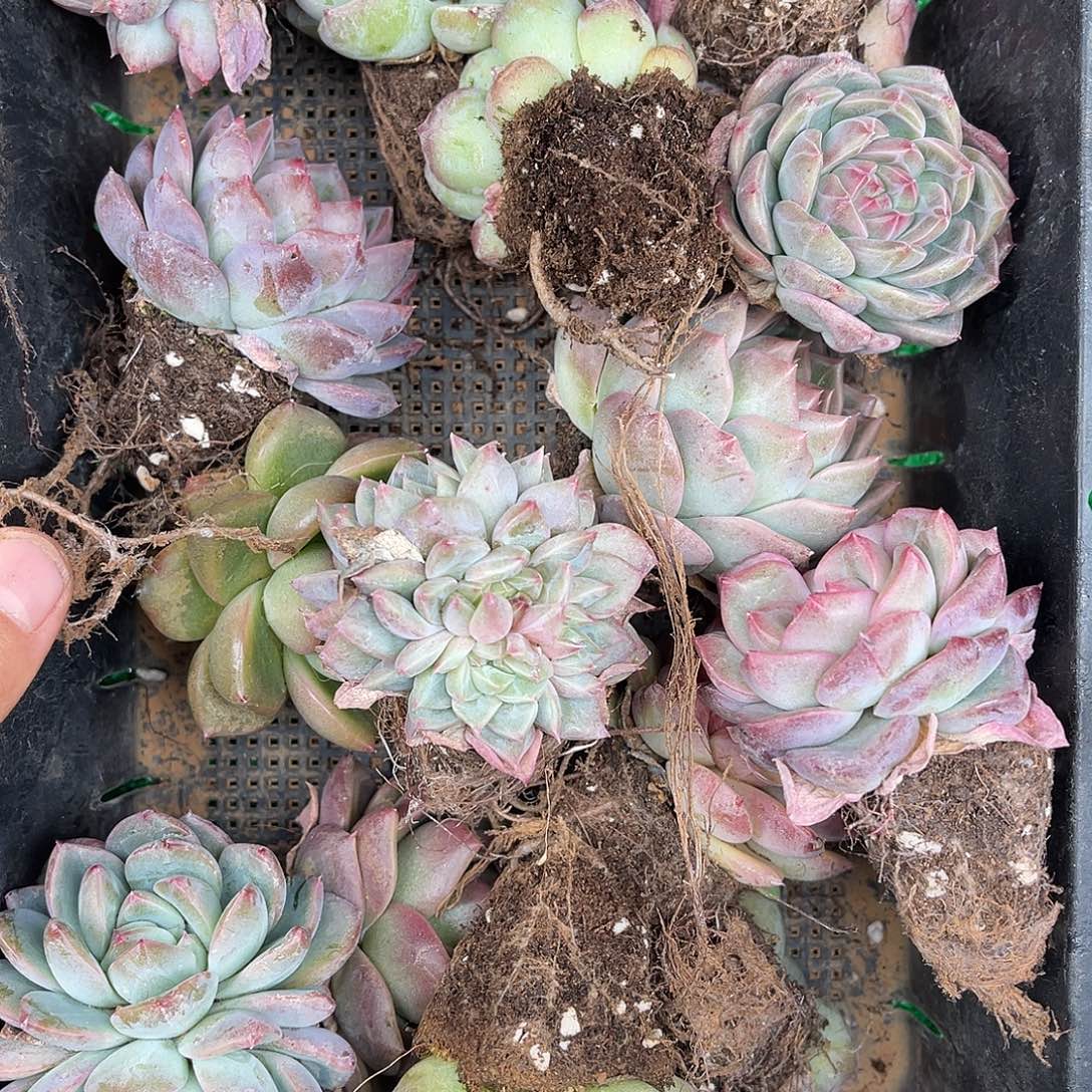 多肉一物一拍24-78