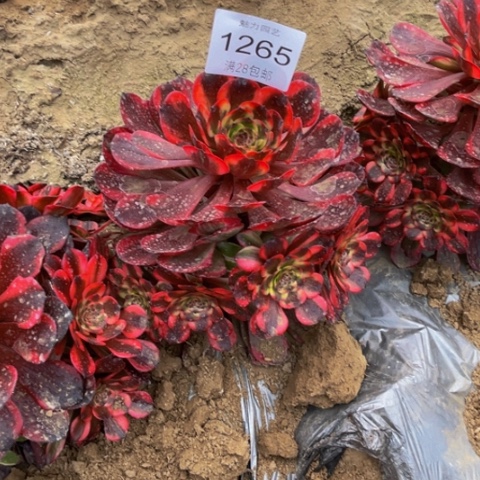 烟花多肉多肉1265