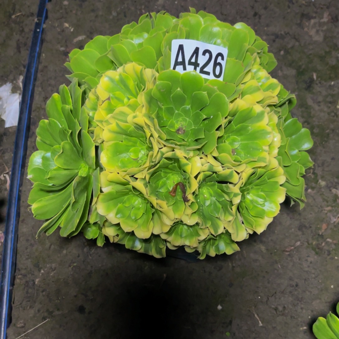 五色琉璃26//37包邮