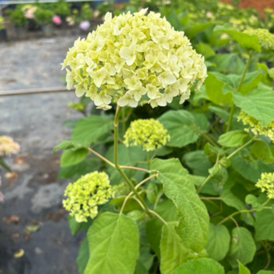 无敌贝拉安娜大花绣球