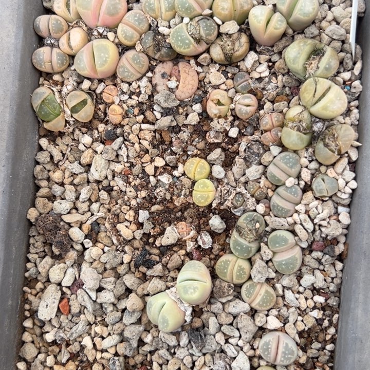 橄榄非常非常好看