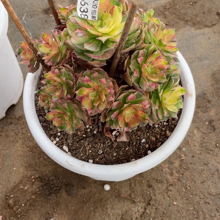 *****638龙鳞多肉12345678多肉