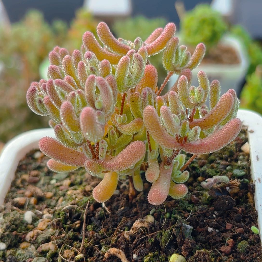 冰晶红叶杂271。      