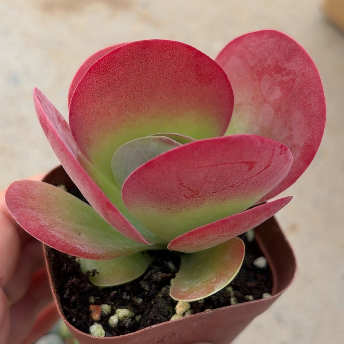 多肉唐印（满12.9包邮）