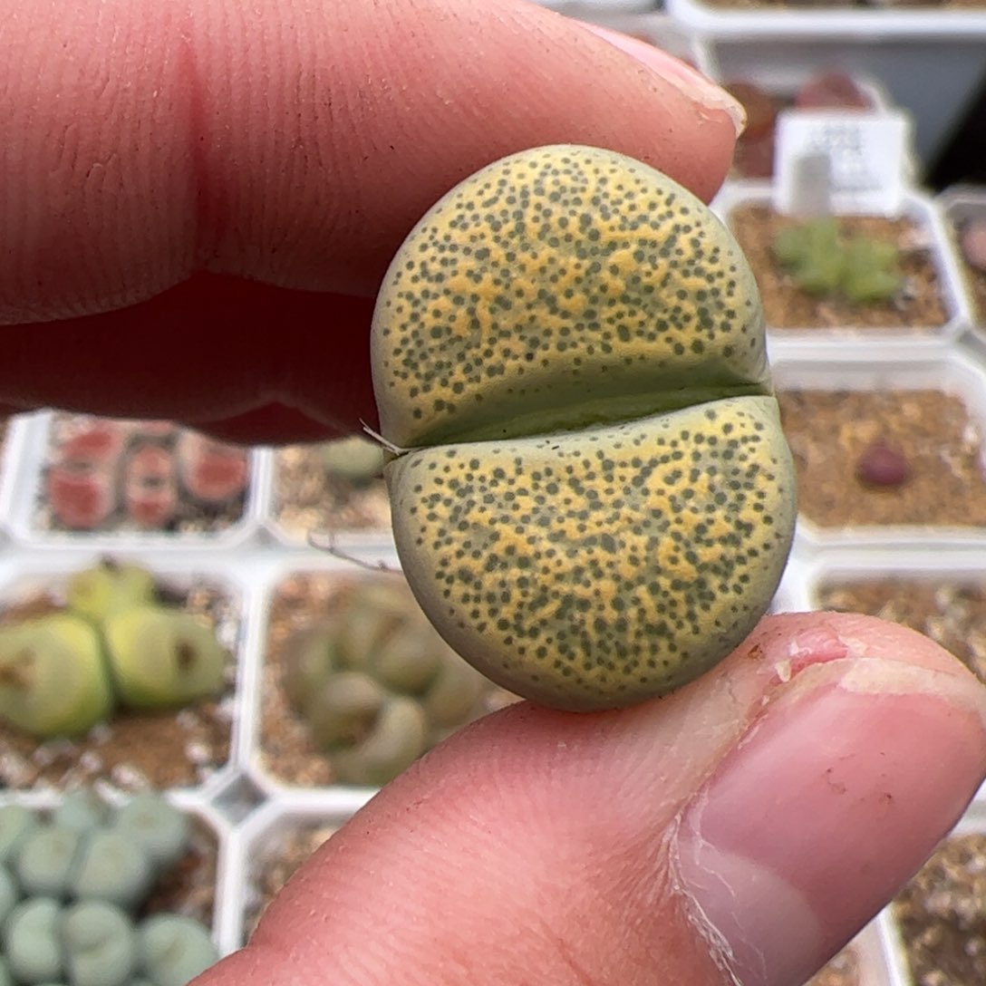 0239号绿碧琉璃 多肉植物