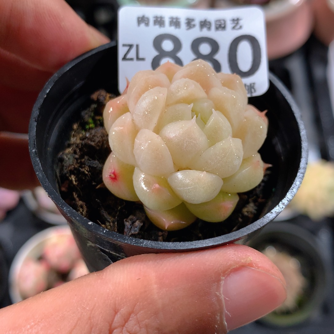 5CM拇指盆精控多肉ZL880