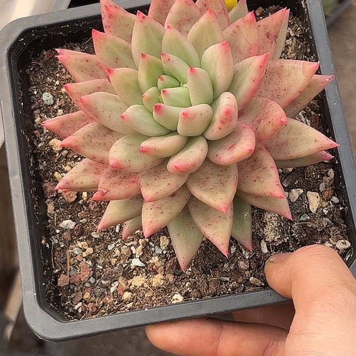 多肉植物米奇朵751