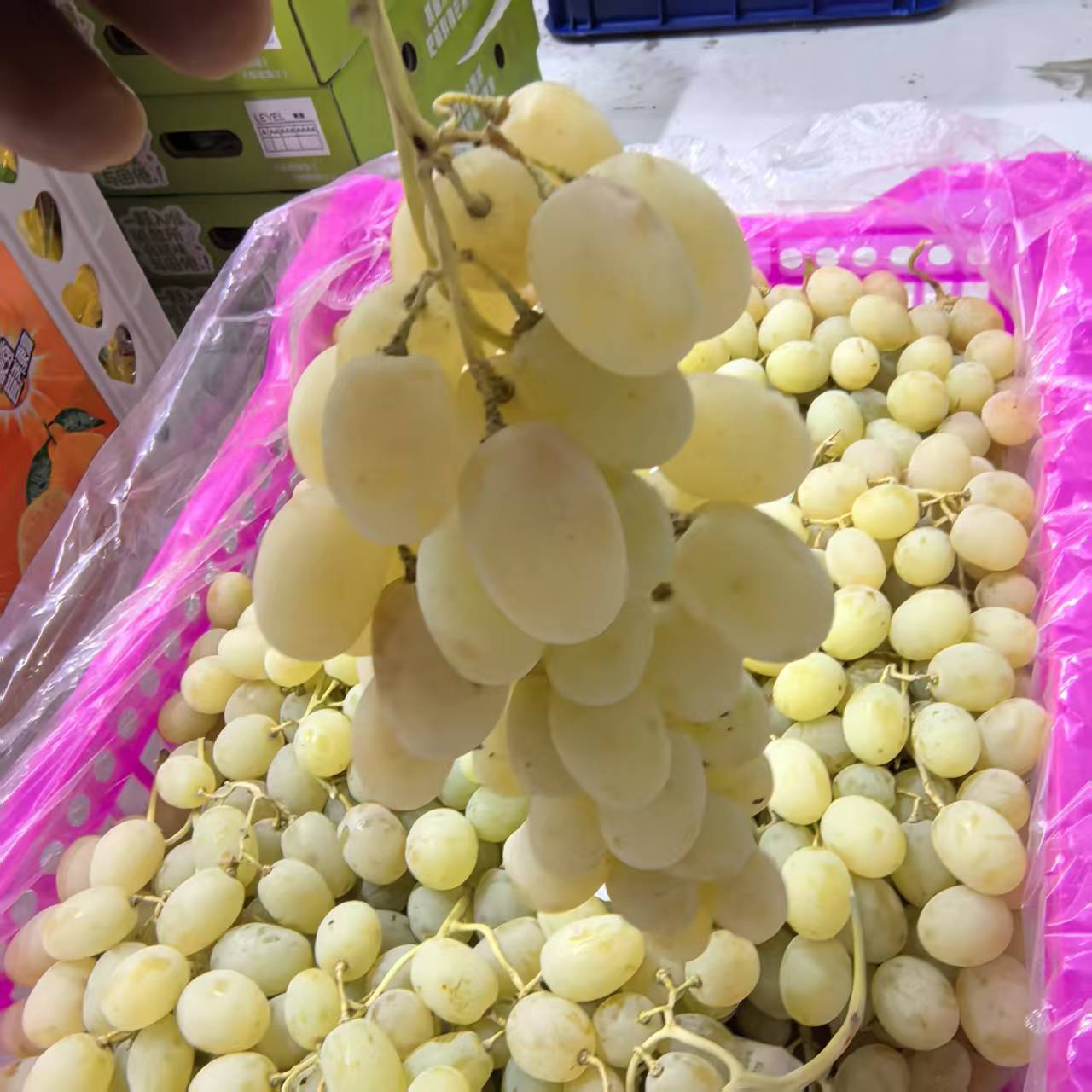 【白葡萄】来自新疆的葡萄，带籽，呼嘴的甜新疆维吾尔自治区