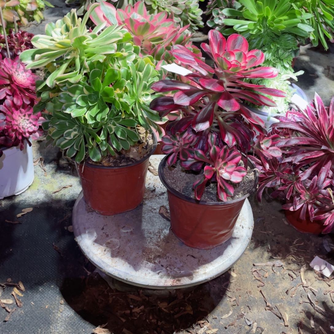 多肉植物组合2颗688