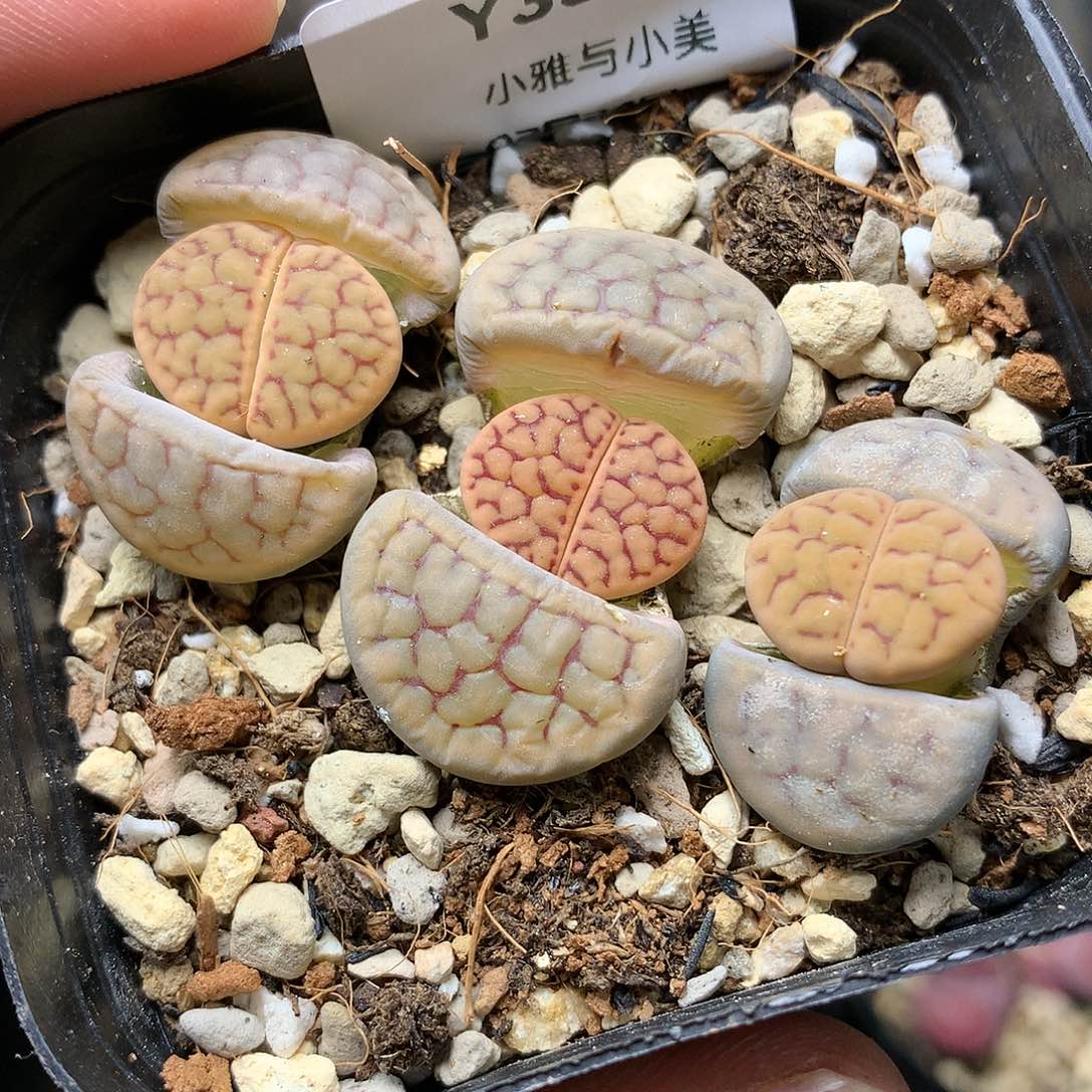 Y334多肉植物保护