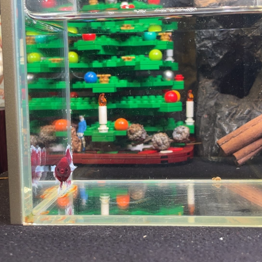 斗鱼十二月二十四日竞价