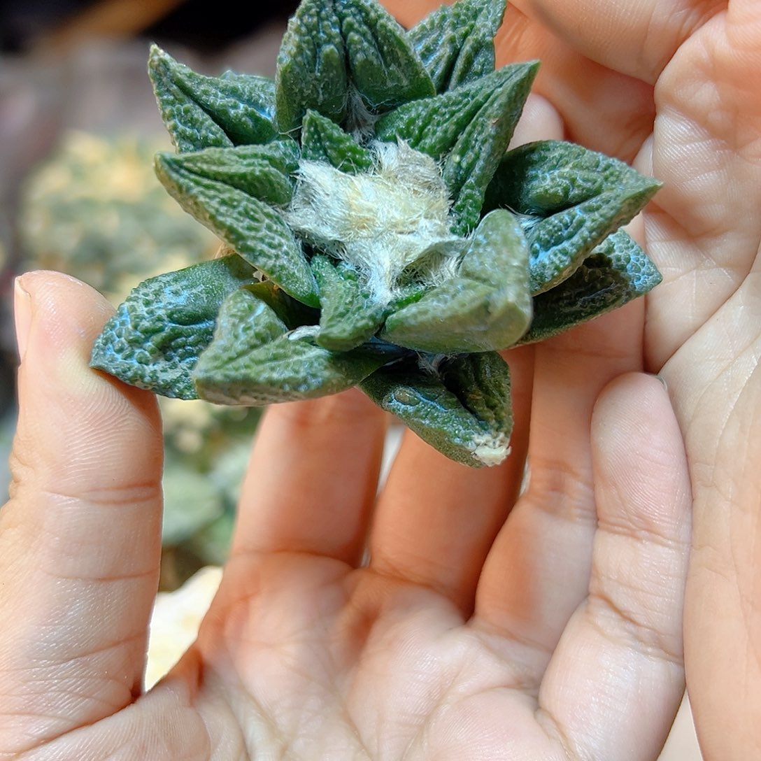 晚18号自根龙角龟甲6.7公分