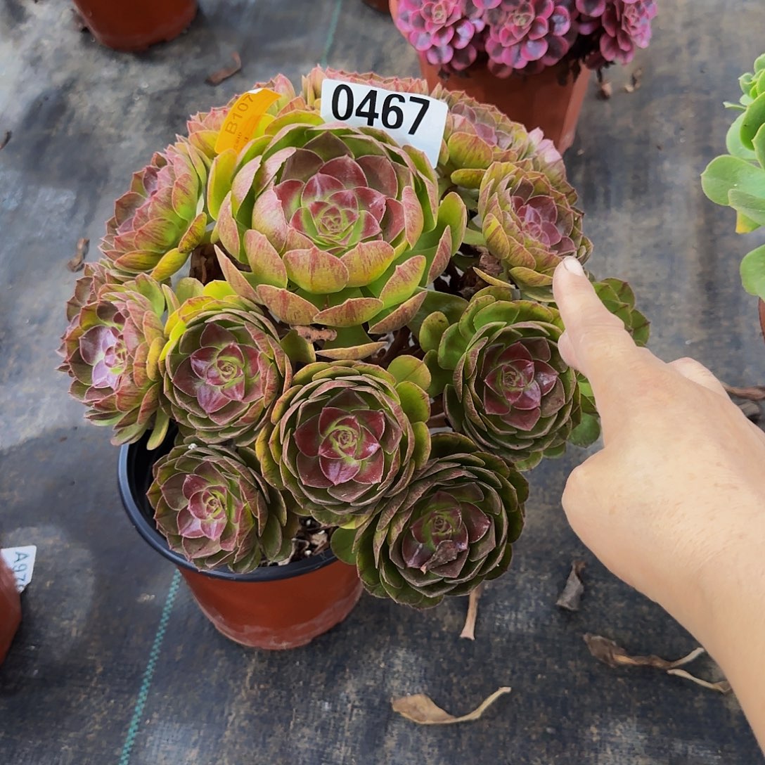 无花朵黑魔0467脱土发货