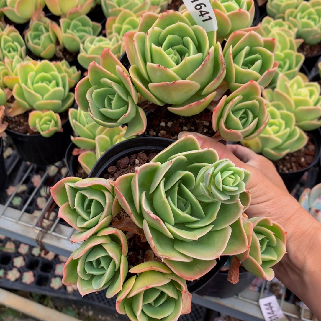 h81641两个星纳塔嗯嗯嗯嗯好想