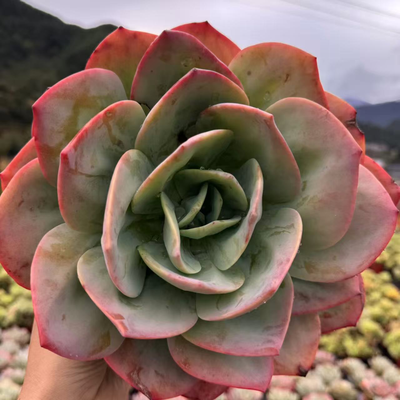 零花钱多肉   地栽高桩白凤单头 葡萄架   多肉植物