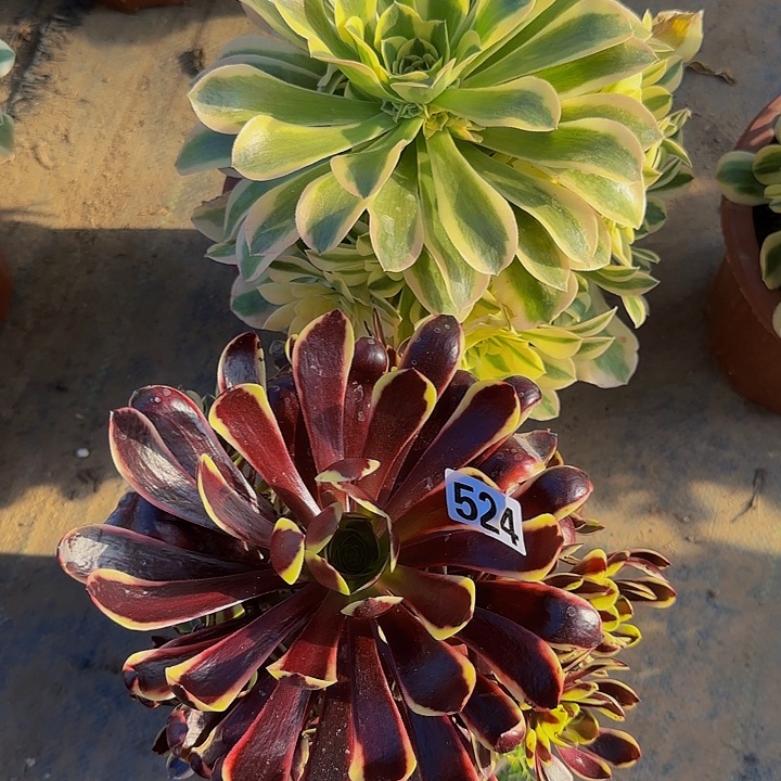 空*格524欧嘉莉  526绿豆沙嫩桩