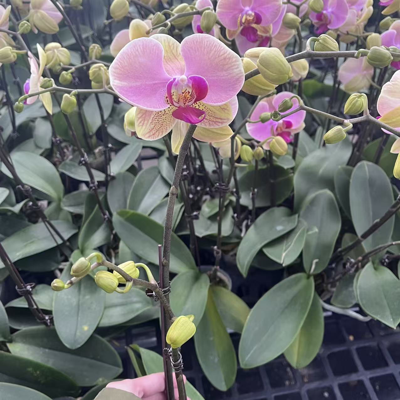 精选蝴蝶兰【蒙娜丽莎】紫色系蝴蝶兰 室内花卉绿植基地直发