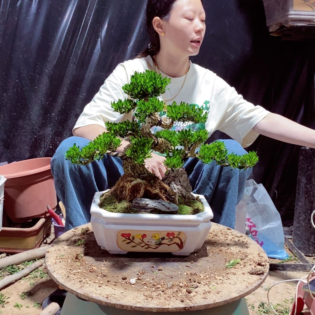 无花朵高**水黄杨盆景园林