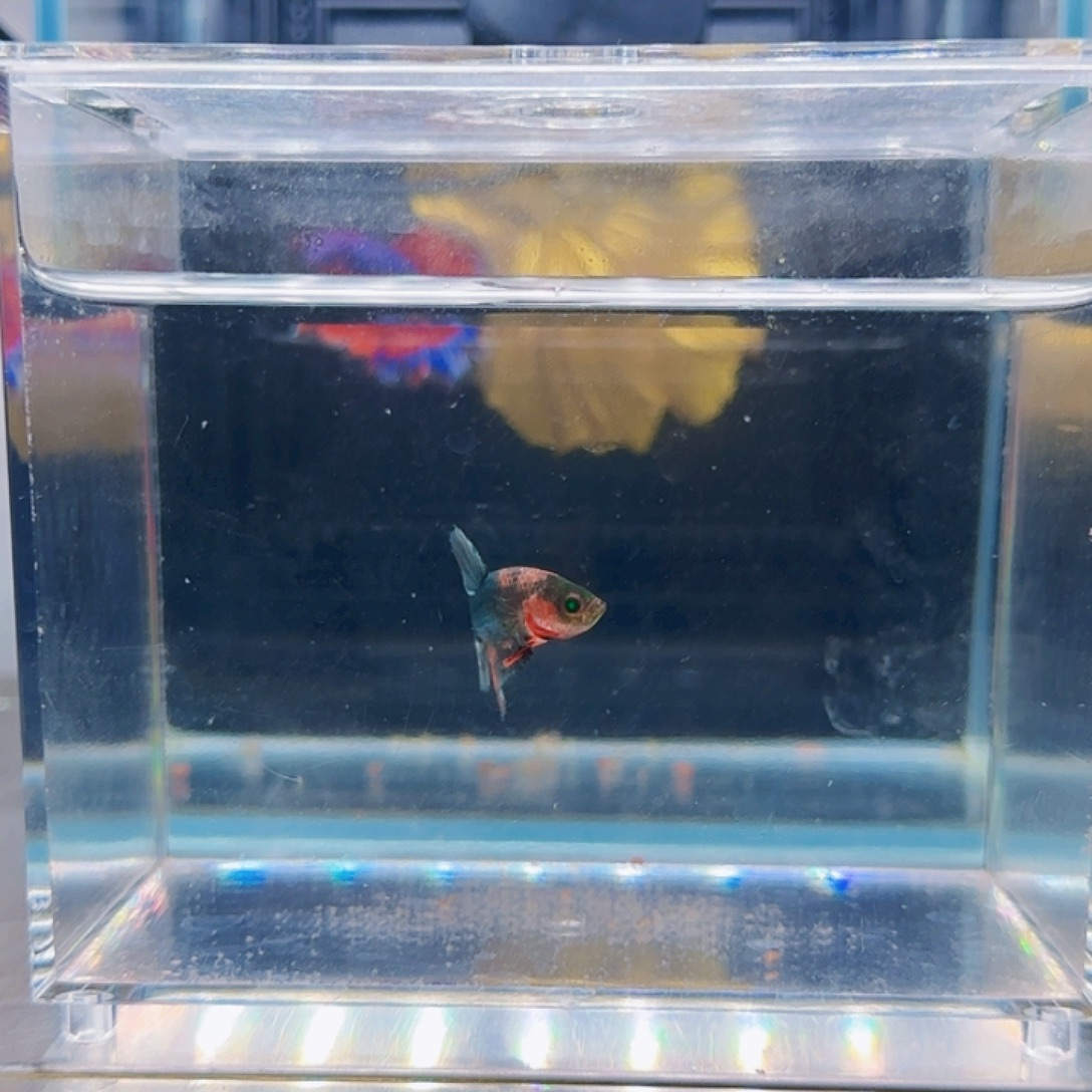 斗鱼活体观赏鱼好养耐活
