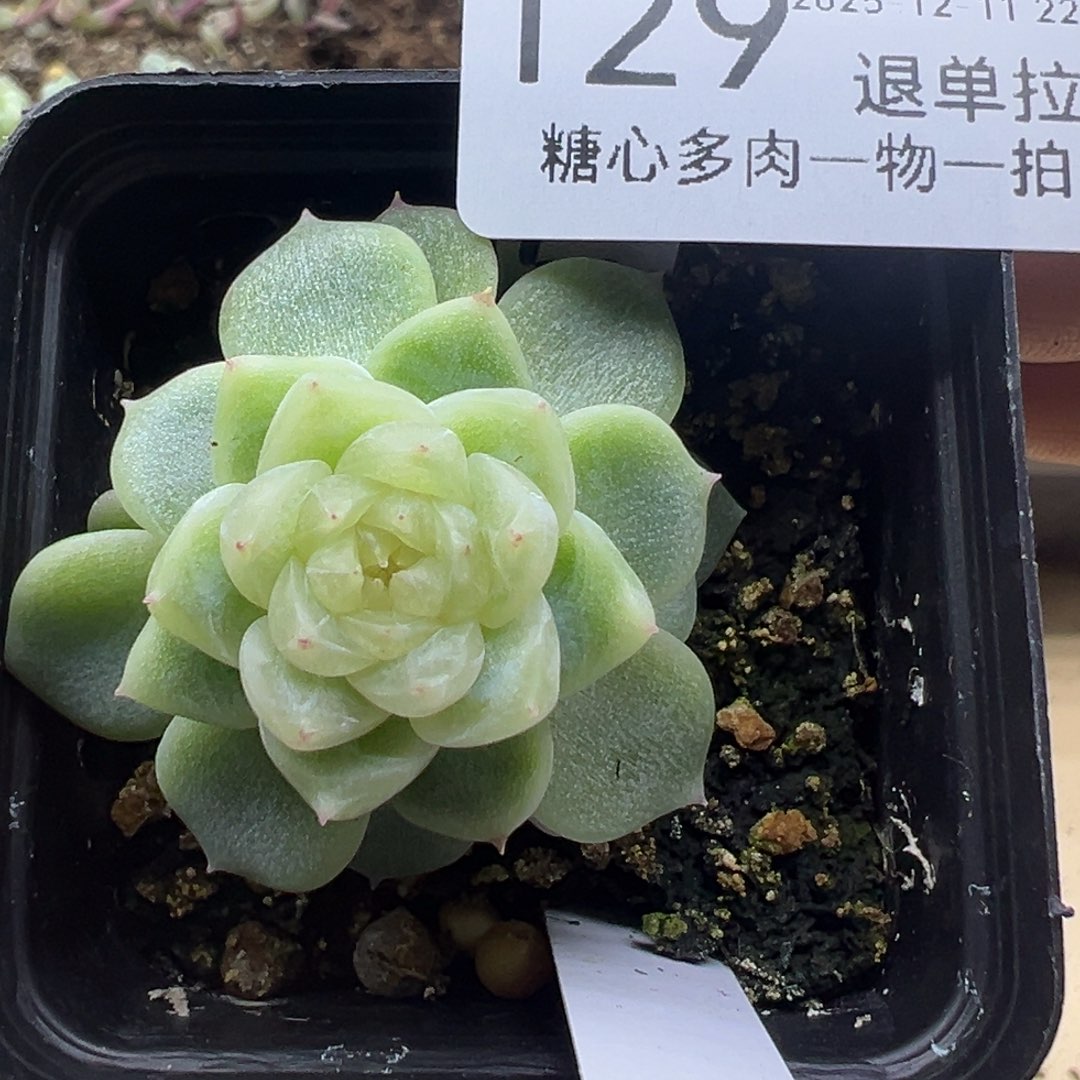 糖心多肉一物一拍129
