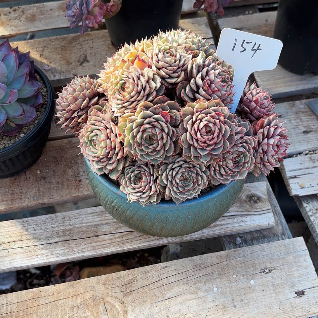 一***峰多肉植物，笨吧蒂斯154号