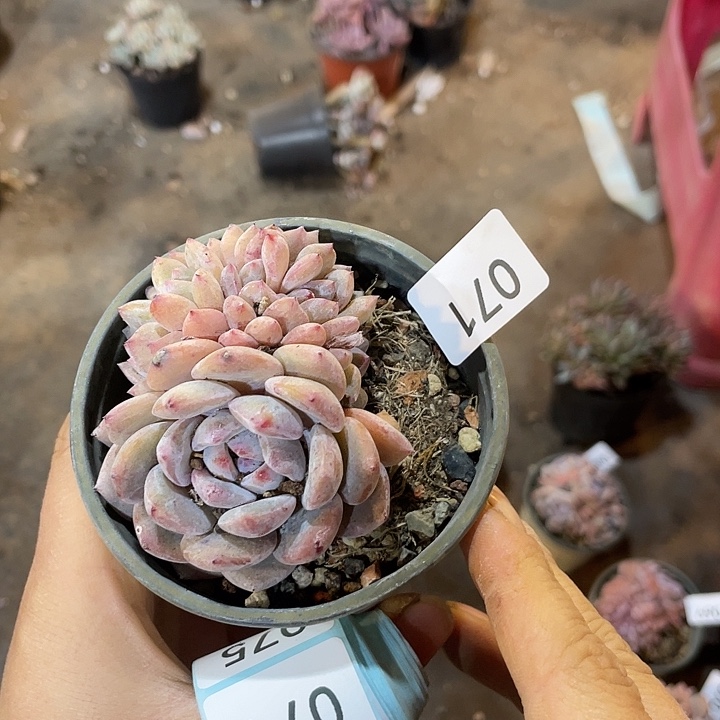 小***肉071 满20包邮脱土发货