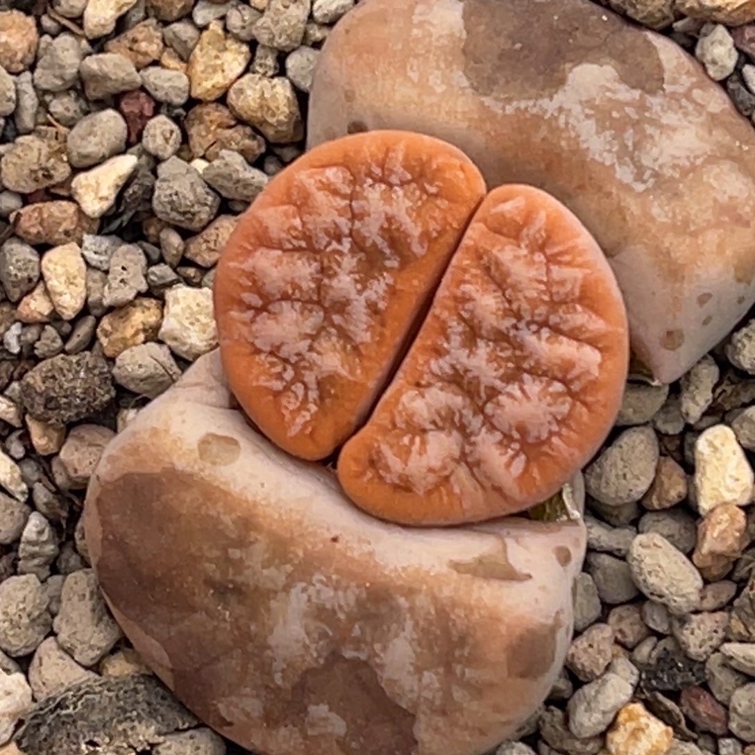 7602拿铁309a荒玉