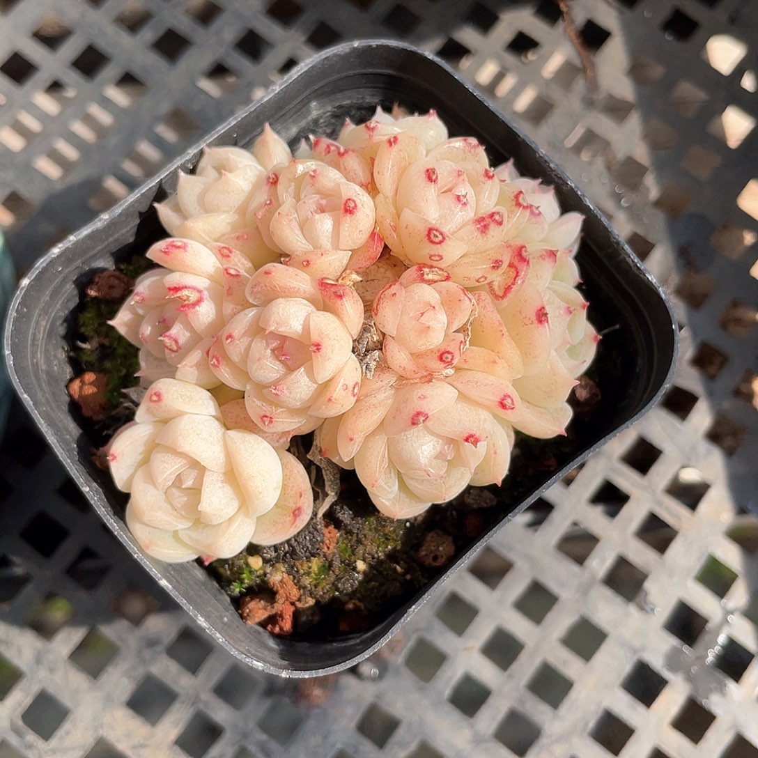 优选女王精品488