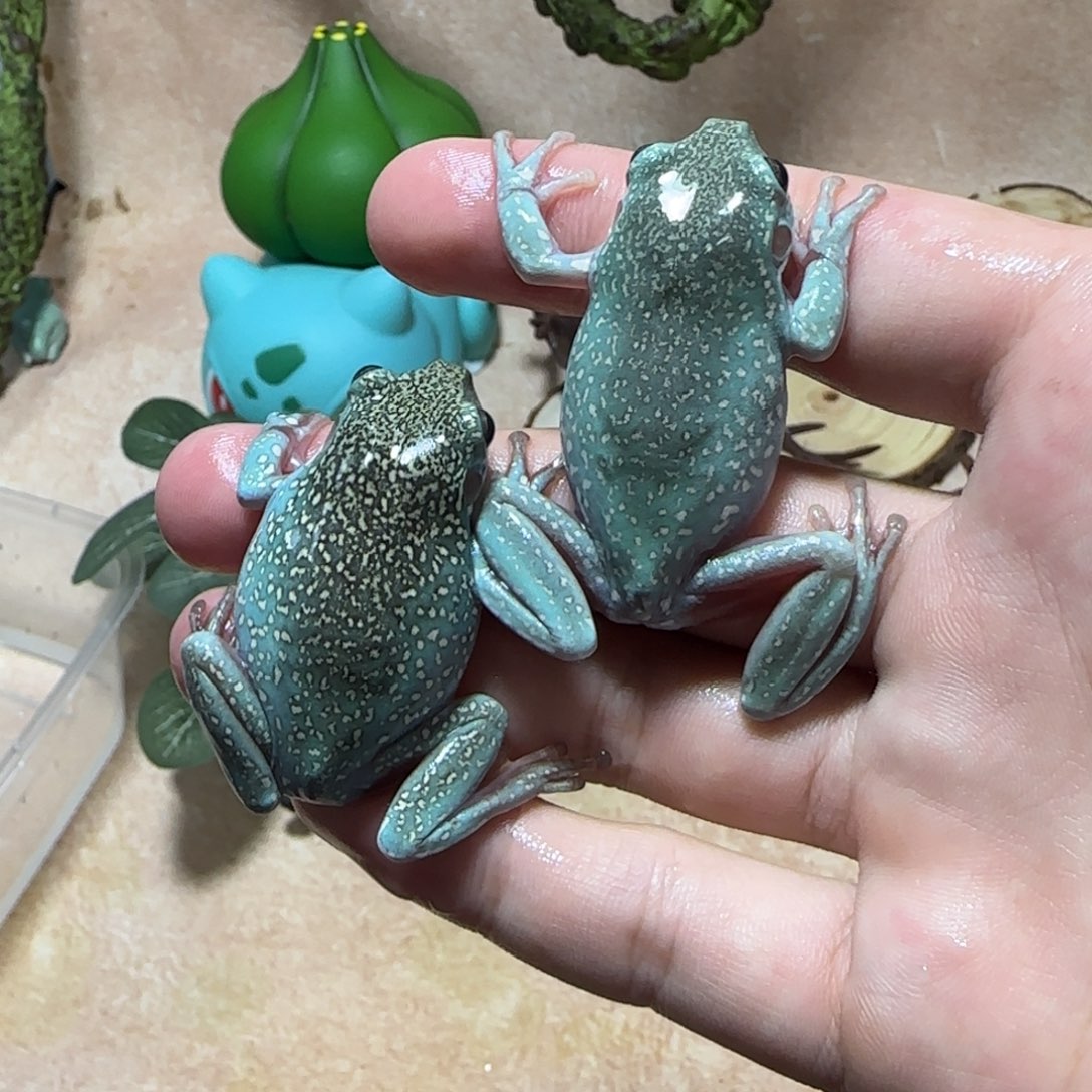 老爷树蛙金头满爆加特蓝暴雪