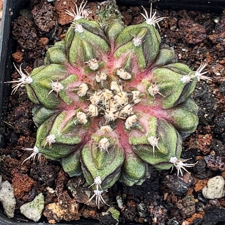 恐龙海神一物一拍06