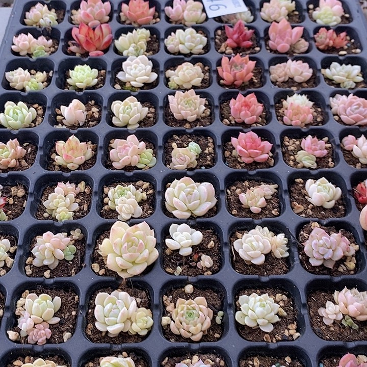 46 多肉植物盆栽花卉