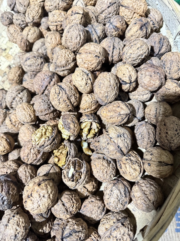 云南高山核桃一份，免费榨油（5斤装）