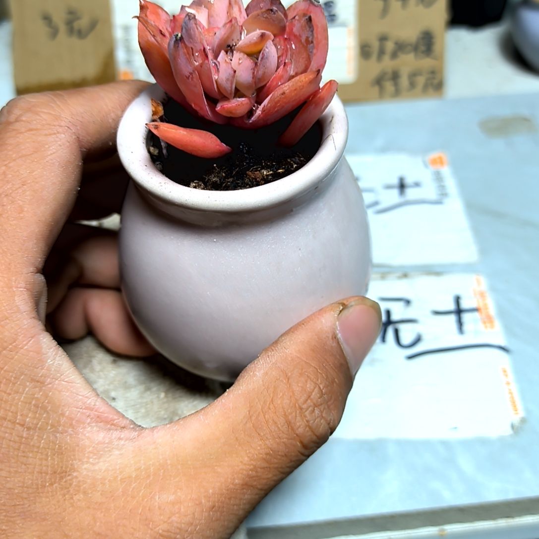 满6元包邮，绮罗绝绝子