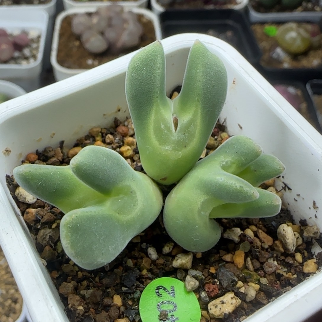 大眼睛空蝉群缀化402