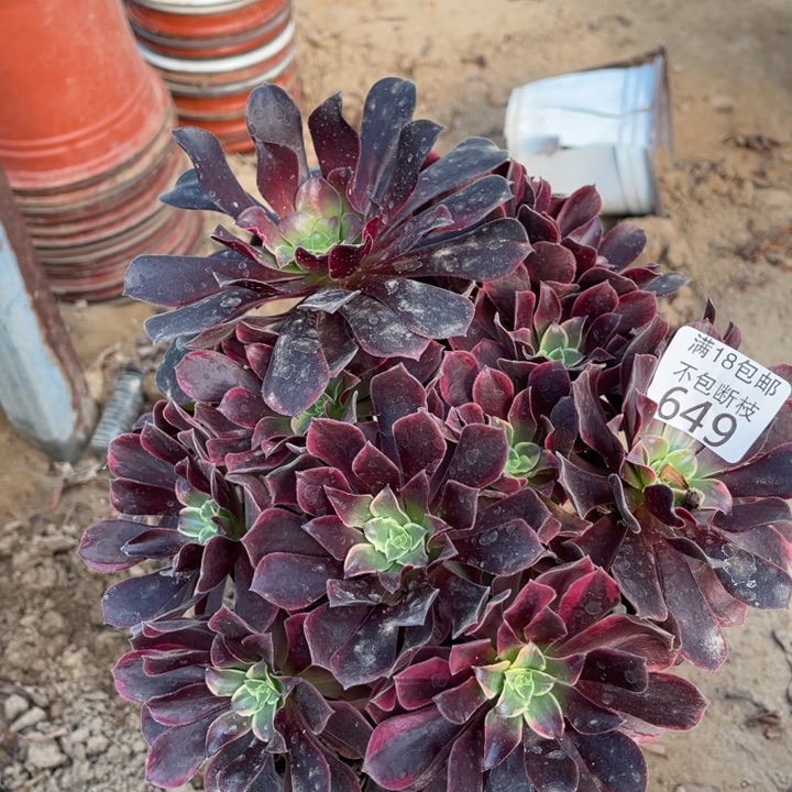 649金丝雀阴阳绣球1北